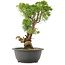 Juniperus chinensis Kishu, 30,5 cm, ± 25 anni