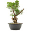 Juniperus chinensis Kishu, 30,5 cm, ± 25 anni