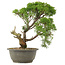 Juniperus chinensis Kishu, 30 cm, ± 25 anni