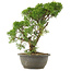 Juniperus chinensis Kishu, 30 cm, ± 25 Jahre alt