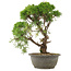 Juniperus chinensis Kishu, 30 cm, ± 25 jaar oud