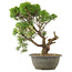 Juniperus chinensis Kishu, 30 cm, ± 25 jaar oud