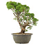 Juniperus chinensis Kishu, 30 cm, ± 25 anni