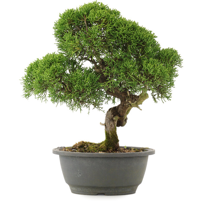 Juniperus chinensis Kishu, 29,5 cm, ± 25 years old