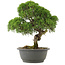 Juniperus chinensis Kishu, 29,5 cm, ± 25 jaar oud