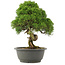 Juniperus chinensis Kishu, 29,5 cm, ± 25 anni