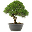 Juniperus chinensis Kishu, 29,5 cm, ± 25 anni