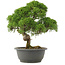 Juniperus chinensis Kishu, 29,5 cm, ± 25 anni