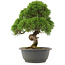 Juniperus chinensis Kishu, 29,5 cm, ± 25 anni