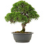 Juniperus chinensis Kishu, 29,5 cm, ± 25 jaar oud