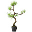 Pinus thunbergii, 41 cm, ± 15 jaar oud