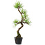 Pinus thunbergii, 41 cm, ± 15 anni