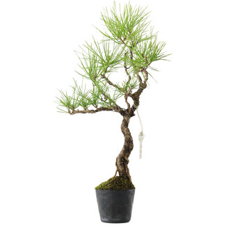 Pinus thunbergii, 39 cm, ± 15 anni