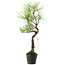 Pinus thunbergii, 39 cm, ± 15 jaar oud