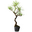 Pinus thunbergii, 39 cm, ± 15 years old