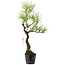 Pinus thunbergii, 39 cm, ± 15 jaar oud