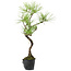 Pinus thunbergii, 39 cm, ± 15 jaar oud