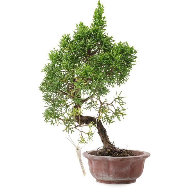 Juniperus chinensis, 25,5 cm, ± 10 años, en maceta con chip