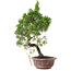 Juniperus chinensis, 25,5 cm, ± 10 años, en maceta con chip