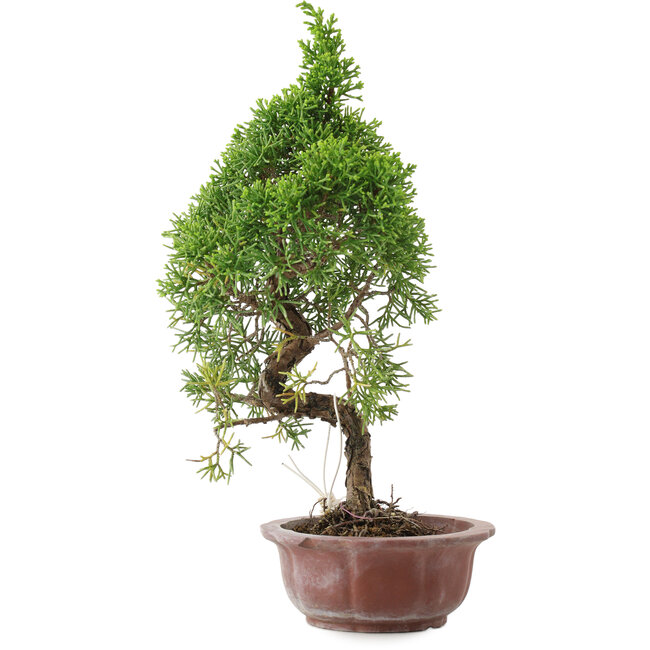 Juniperus chinensis, 25,5 cm, ± 10 years old, in a pot with a chip