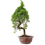 Juniperus chinensis, 25,5 cm, ± 10 años, en maceta con chip