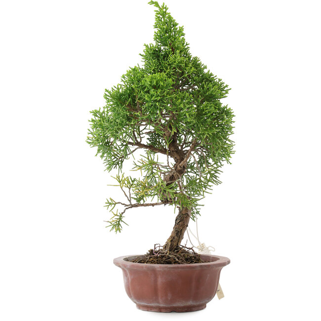 Juniperus chinensis, 25,5 cm, ± 10 years old, in a pot with a chip
