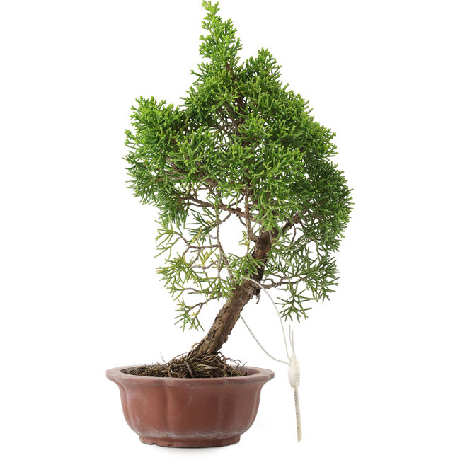 Juniperus chinensis, 25,5 cm, ± 10 Jahre alt, in einem Topf mit einem Chip