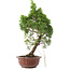 Juniperus chinensis, 25,5 cm, ± 10 años, en maceta con chip