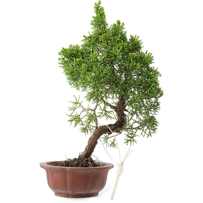 Juniperus chinensis, 25,5 cm, ± 10 ans, en pot avec puce
