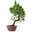 Juniperus chinensis, 25,5 cm, ± 10 años, en maceta con chip