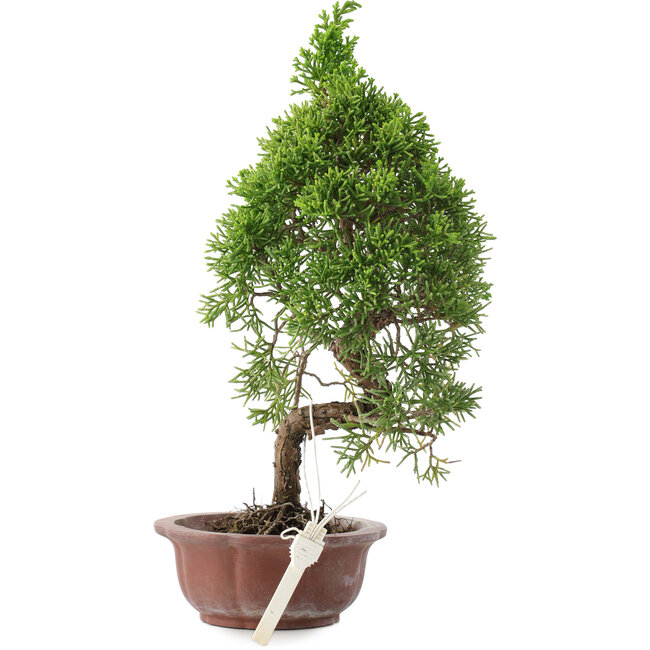 Juniperus chinensis, 25,5 cm, ± 10 years old, in a pot with a chip
