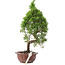 Juniperus chinensis, 25,5 cm, ± 10 jaar oud, in pot met chip