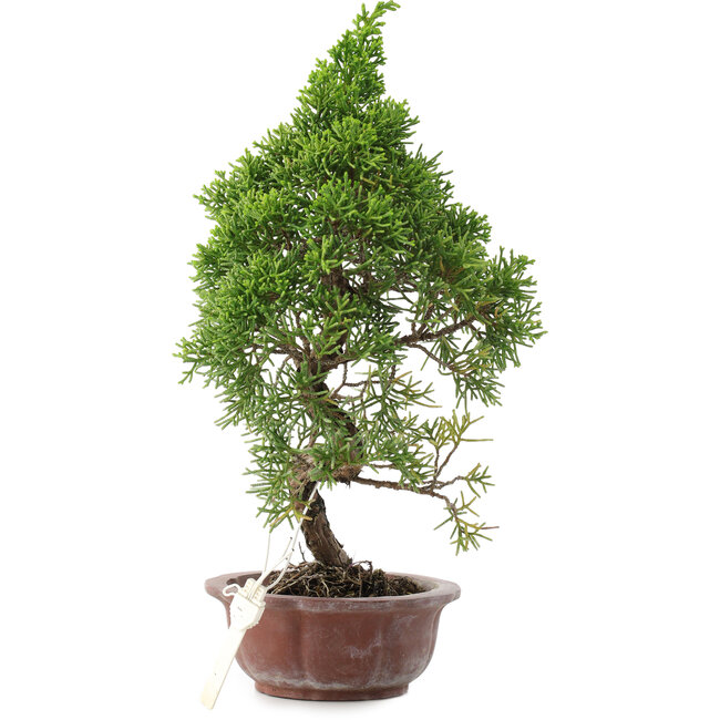 Juniperus chinensis, 25,5 cm, ± 10 jaar oud, in pot met chip