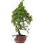 Juniperus chinensis, 25,5 cm, ± 10 años, en maceta con chip