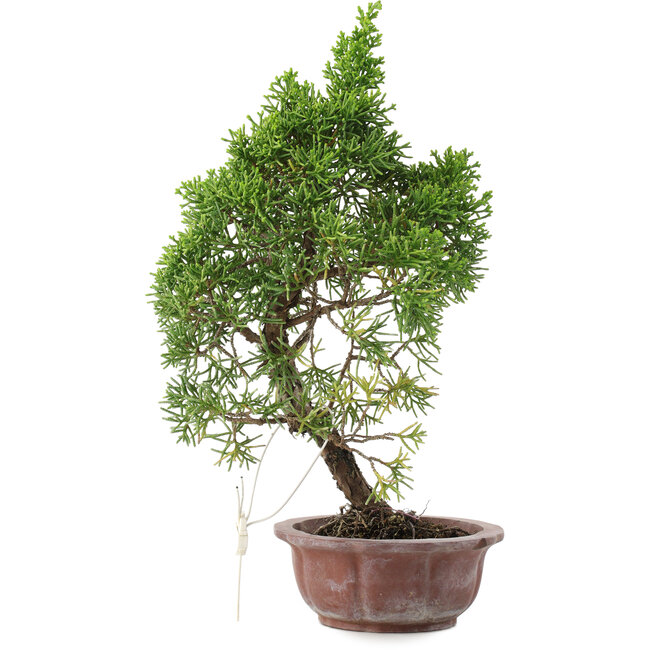 Juniperus chinensis, 25,5 cm, ± 10 años, en maceta con chip