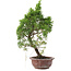 Juniperus chinensis, 25,5 cm, ± 10 años, en maceta con chip