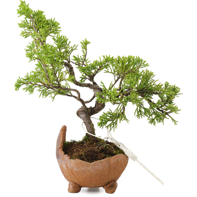 Juniperus chinensis Itoigawa, 18 cm, ± 5 jaar oud