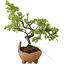 Juniperus chinensis Itoigawa, 18 cm, ± 5 jaar oud