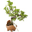 Juniperus chinensis Itoigawa, 18 cm, ± 5 jaar oud