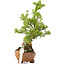 Juniperus chinensis Itoigawa, 18 cm, ± 5 jaar oud
