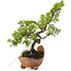 Juniperus chinensis Itoigawa, 18 cm, ± 5 jaar oud