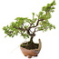 Juniperus chinensis Itoigawa, 18 cm, ± 5 jaar oud