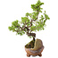 Juniperus chinensis Itoigawa, 18 cm, ± 5 jaar oud