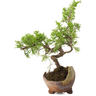 Juniperus chinensis Itoigawa, 16,5 cm, ± 5 jaar oud