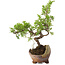 Juniperus chinensis Itoigawa, 16,5 cm, ± 5 jaar oud