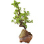 Juniperus chinensis Itoigawa, 18 cm, ± 5 jaar oud