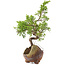 Juniperus chinensis Itoigawa, 16,5 cm, ± 5 jaar oud