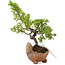 Juniperus chinensis Itoigawa, 18 cm, ± 5 jaar oud
