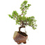 Juniperus chinensis Itoigawa, 16,5 cm, ± 5 jaar oud