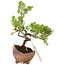 Juniperus chinensis Itoigawa, 16,5 cm, ± 5 ans